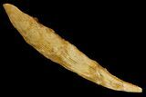 Fossil Shark (Hybodus) Dorsal Spine - Morocco #145383-1